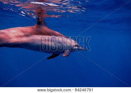 Dolphin From The Side