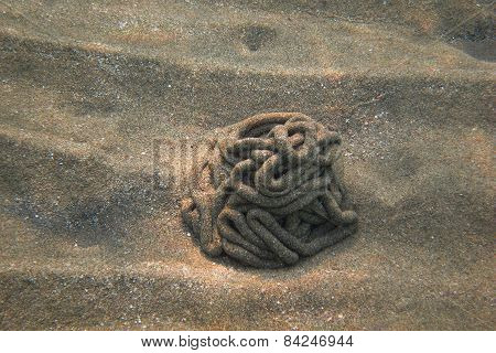 Sand Structure Of A Worm In Sea