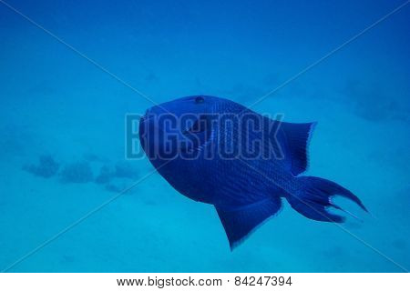 Blue Trigger Fish
