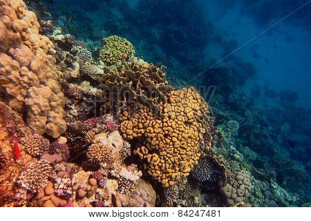 Colorful Coral In The Sea