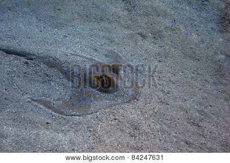 Stingray Hiding