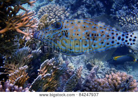 Blue Hone Fish Close