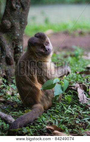 Brazilian Monkey