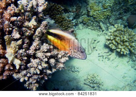 Coral Keeper In The Sea