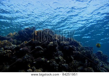 Coral World In The Red Sea