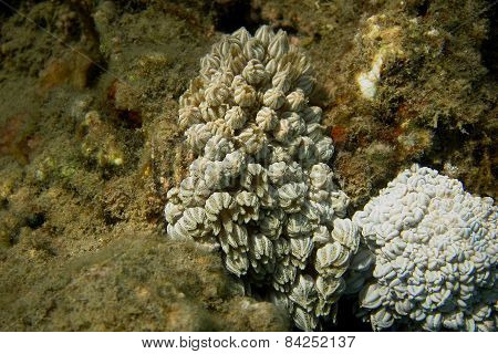 Small White Coral