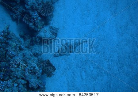 Crocodile Fish Deep