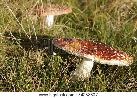 Fly Agaric On The Meadow