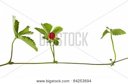 Duchesnea