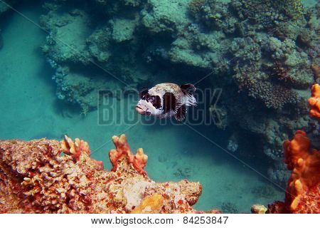 Masks Blowfish