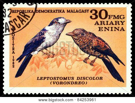 Vintage  Postage Stamp. Bird Leptostomus Discolor.