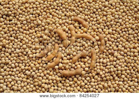 Agriculture, Soybean After Harvest