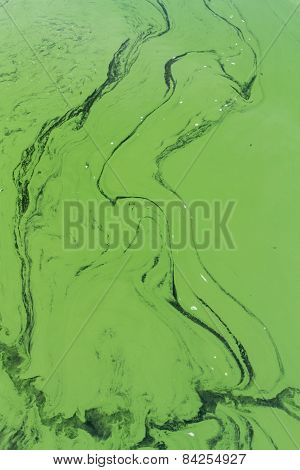 Blue-green Algae Or Cyanophyta From Above