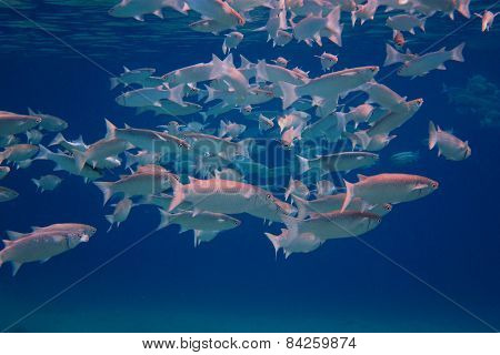 many silver fish in the blue sea
** Note: Visible grain at 100%, best at smaller sizes