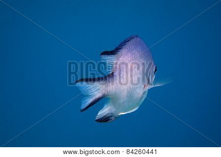 white bellied demoiselle fish in the blue sea while diving