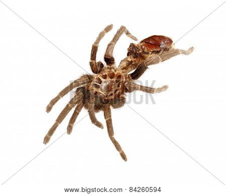 Shed Exoskeleton From Tarantula