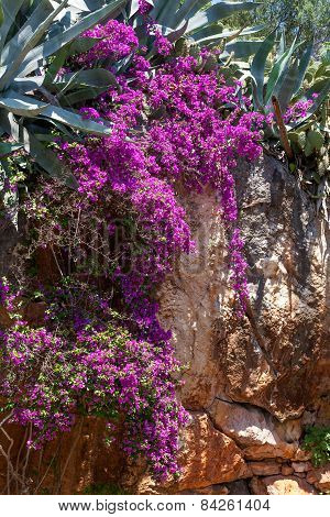 Mediterranean Flowers