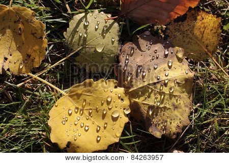 Yellow Cottonwood Leaves With Morning Dew