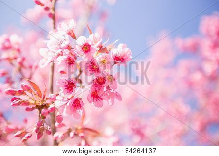 Pink Sakura flower blooming at Doi Inthanon, Chiangmai, Thailand.