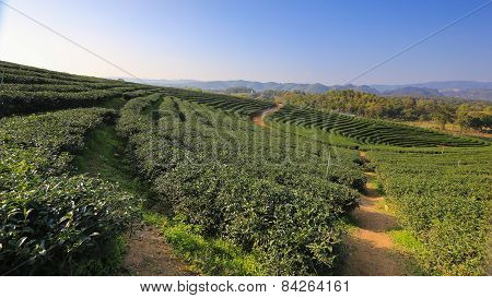 Beautiful fresh green tea plantation in Chiangrai, Thailand.