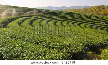 Beautiful fresh green tea plantation.Chiangrai, Thailand.