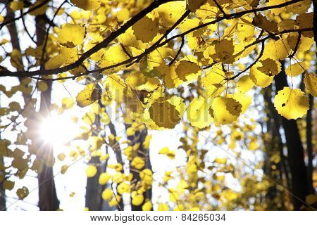 Autumnal Cottonwood Forest