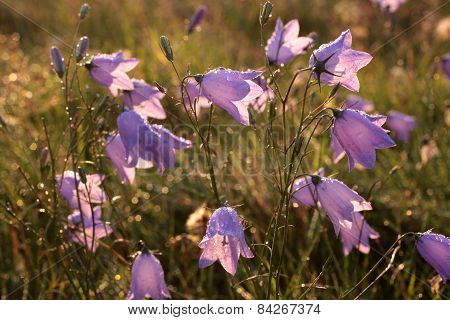 Bell Flower With Morning Dew