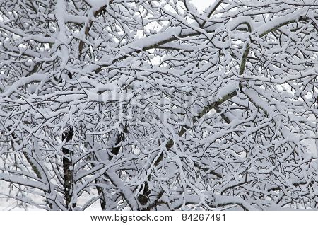 Tree With Snow