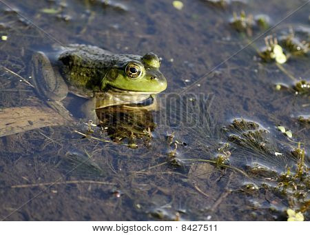Bullfrog