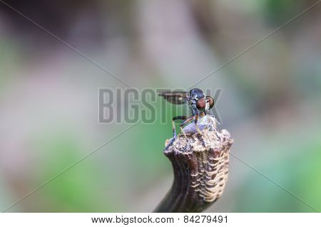 Insect Eating Other Insect