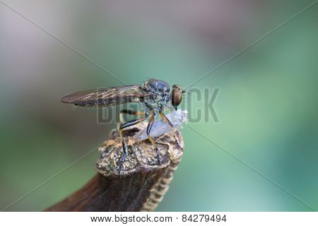 Insect Eating Another Insect
