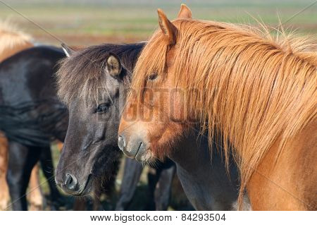 Icelandic Horses