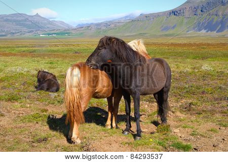 Icelandic Horses