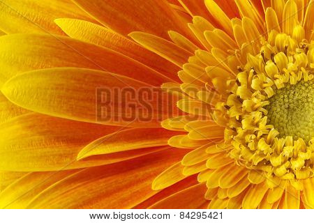 Gerbera flower