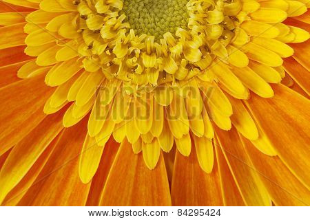 Gerbera flower