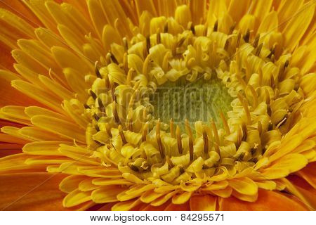 Gerbera flower