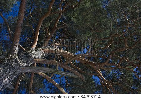 pine