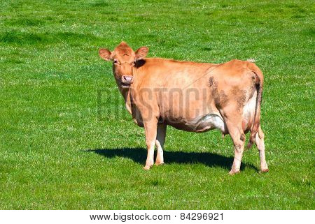 Cow On A Summer Pasture