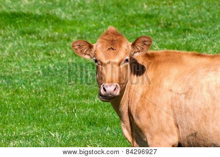 Cow On A Summer Pasture