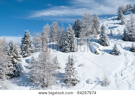 Beautiful winter landscape with fir trees