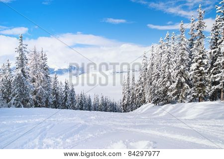 Beautiful Winter Landscape With Fir Trees