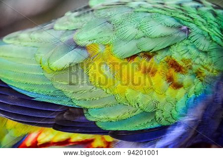 Parrot Tropical Bird