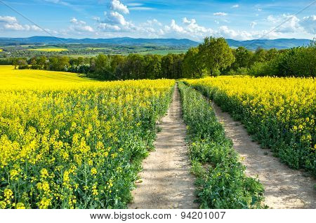 Colza Field