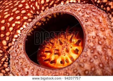 Rafflesia, the biggest flower in the world , Sumatra, Indonesia