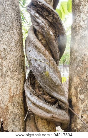 Twisted Roots