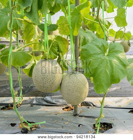 Melon Or Cantaloupe Fruit On Its Tree