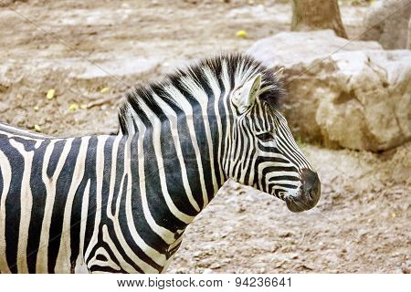 Zebras In Their Natural Habitat.