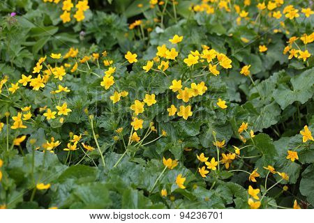 Marsh Marigolds