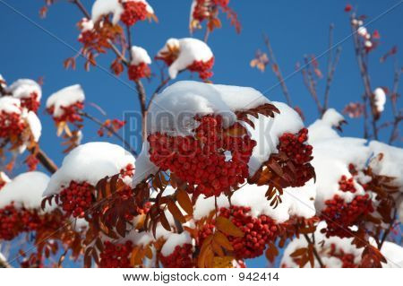Ashberry sotto la neve