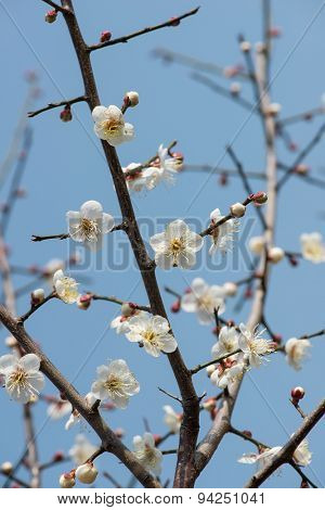 white plum bloossom